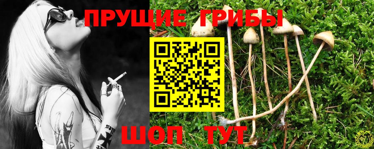 Галлюциногенные грибы GOLDEN TEACHER  Псилоцибиновые грибы прущие грибы  Бор  Вход с VPN 